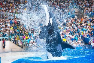 上海海昌海洋公園門票
