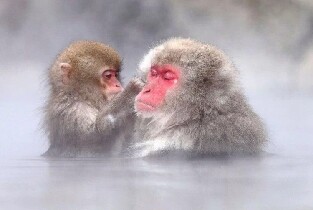 東京出發｜地獄谷雪猴＆戸隠神社/飯山雪屋體驗（每日發團，6人成團）