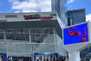 多倫多瑞普利水族館(Ripley's Aquarium of Canada)