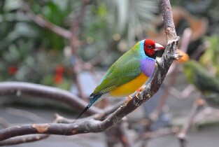 溫哥華布魯代爾室內植物園門票(Bloedel Conservatory)
