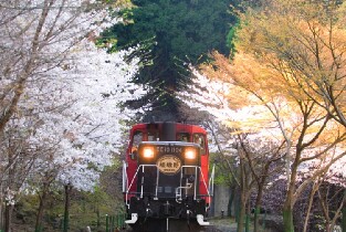日本嵐山嵯峨→龜岡觀光小火車車票