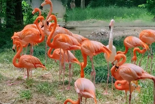 資訊圖片