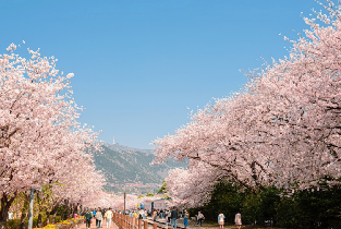 首爾出發| 2026年韓國鎮海櫻花節一日遊(鎮海軍港節)圖片