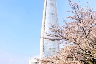 首爾出發| 2026首爾浪漫追櫻 & 賞春花一日遊圖片