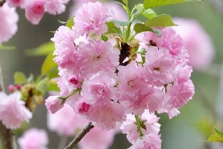 2026年韓國首爾八重櫻花一日遊