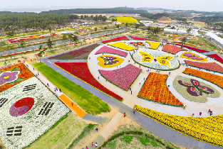 首爾出發| 2026泰安鬱金香節 + 鮮採草莓一日遊圖片