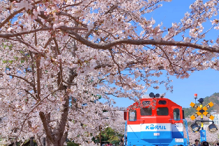 釜山出發| 2026年韓國鎮海櫻花節一日遊(鎮海軍港節)