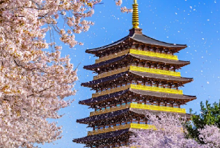 釜山出發| 2026韓國慶州櫻花一日遊圖片