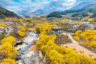 首爾出發| 韓國光陽梅花節+求禮山茱萸慶典圖片