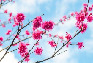 臺中八仙山國家森林遊樂區門票