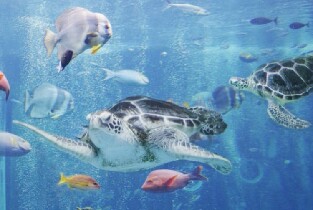 箱根園水族館門票圖片