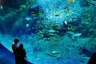 新江之島水族館門票圖片