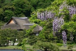 日本三溪園門票
