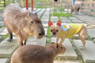 資訊圖片