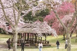 2026早春櫻花限定-河津櫻櫻花祭&草莓采摘&修善寺溫泉一日遊