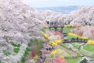 日本櫻花季-雨引觀音千本櫻&日立櫻花祭&海景日落一日遊