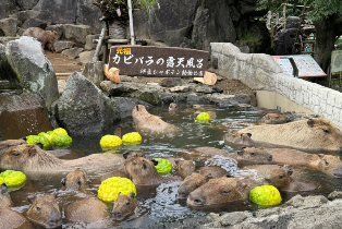資訊圖片