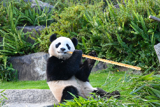 資訊圖片
