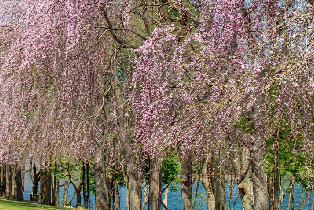 首爾—南怡島來回接駁巴士