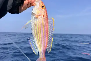 南澳島出海海釣