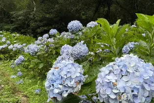 資訊圖片