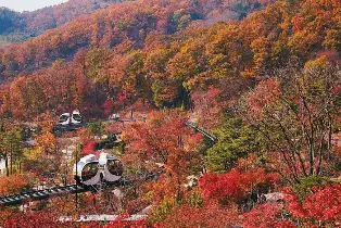 成人買一送一|和談林賞楓・SNS爆紅楓葉Cafe・800年長壽之樹|重本升級鮑魚人參雞湯・韓國傳統炭火烤雞排|保證入住四星級酒店|一人成團
