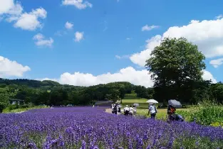 【新宿出發】2026東京群馬季節限定一日遊：夏季薰衣草/秋季賞楓&豪華松葉蟹宴&採果體驗&川越老街（1人成團）