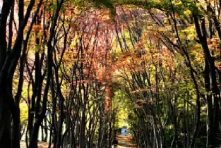 【福岡出發】2026河內藤園&門司港懷舊區散歩&THE OUTLETS KITAKYUSHU自由購物 &勝山公園&小倉城一日遊（20人成團）