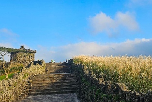 濟州島秋季粉紅慕利節一日遊