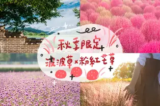 首爾 | 首爾出發| 粉紅芒草秋季慶典 波波草原、仙級粉紅芒草 X 抱川藝術谷 X 香草島樂園