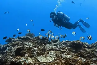 【新北熱門】龍洞四季灣潛水・浮潛・SUP，專業教練跟拍・新手友善