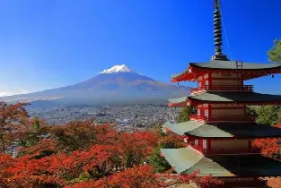 【新宿/上野/東京/池袋/澀谷出發】2026忍野八海&河口湖楓葉長廊&荒倉山淺間公園一日遊（炸牛排套餐+贈送一串晴王麝香葡萄）