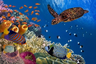Phu Quoc Island Hopping Day Tour: Xuong Island (or Buom Island), Gam Ghi Island and May Rut Island