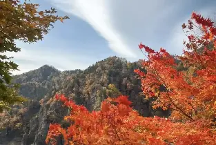 2026北海道紅葉時間預測：札幌一日賞楓懶人行程，一次行盡定山溪 + 豐平峽