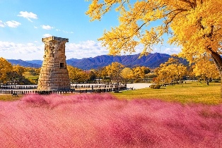 Departure from Busan | Gyeongju Pink Silver Grass and Autumn Maple Leaves Tour