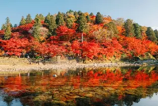 2026名古屋紅葉黃金期11月開放！香嵐溪四季櫻賞楓團趁早訂位🍁