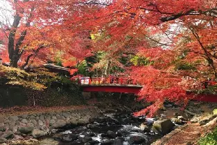 HKD633起東京伊豆一日團！賞楓溫泉採果全包性價比拆解🍁