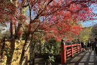 伊豆4大紅葉打卡秘境：修善寺自然公園 + 虹之鄉夜楓最佳拍攝時間 2026🍁📷
