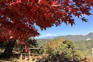 東京周邊賞楓一日團點揀？伊豆修善寺vs箱根vs富士山行程優劣對比🍁