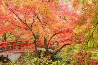 【新宿出發】日本群馬伊香保一日遊（少林山達磨寺&伊香保神社&水澤觀音&紅葉名所河鹿橋散策）