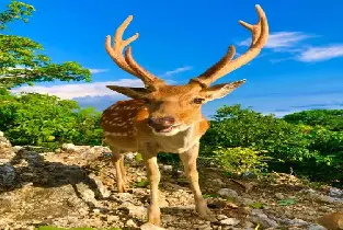 高雄壽山動物園門票優惠！免排隊掃碼入場親近小動物【親子遊】