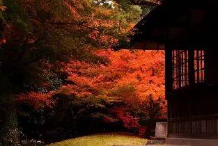 福岡賞楓攝影攻略：雷山千如寺、大興善寺、太宰府紅葉打卡位