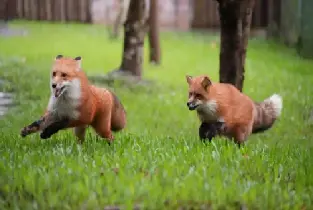 【2026高雄出行精選榜單】高雄野森動物學校門票｜台灣親子必去近距離動物互動體驗