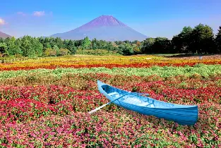 【限定花祭】2026富士本棲湖度假區彩虹花卉節門票（~10.12）