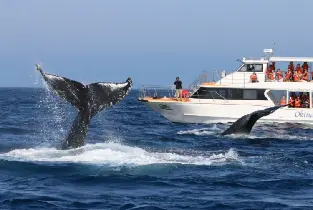 沖繩冬季賞鯨：美麗海水族館附近&自行前往（上午場・本部出發）