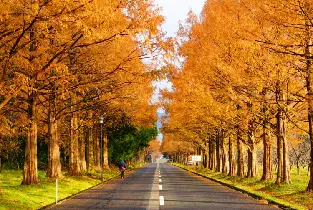 【限定買一送一】大阪出發：雞足寺紅葉秘境&琵琶湖白鬚神社&牧野杉木道一日遊（含雞足寺門票）