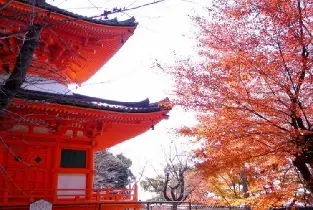 【限定買一送一】大阪出發：紀三井寺紅葉&高野山世界遺產&黑潮市場海鮮&貓站長TAMA一日遊