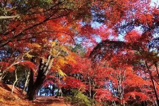【新宿出發】靜岡伊豆一日遊：修禪寺竹林小徑＆沼津港海鮮市場＆長腳蟹盛宴＆鮮採柑橘吃到飽