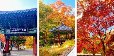 【韓國賞楓自由行】10 個首爾楓葉、銀杏景點,紅葉時間預測情報