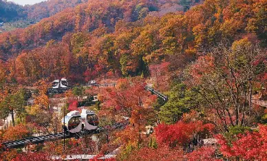 成人買一送一|和談林賞楓・SNS爆紅楓葉Cafe・800年長壽之樹|重本升級鮑魚人參雞湯・韓國傳統炭火烤雞排|保證入住四星級酒店|一人成團